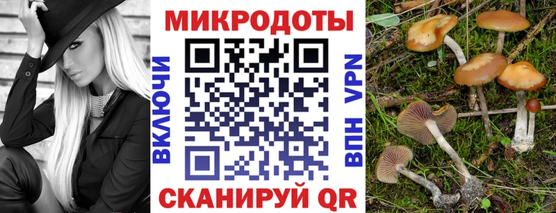 блэк спрут вход  Жердевка  Псилоцибиновые грибы Psilocybe 